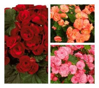 Cottage Farms 6 Piece Solenia Nonstop Begonia Collection —