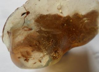  Detailed Large Fossil Biting Midges More Bugs in Copal Amber