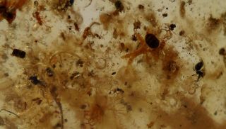  Fossil Insect Fossil Plant Inclusions in Copal Amber Madagascar