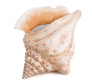 Fitz and Floyd Seaboard Collection Ceramic Conch Shell Vase — 
