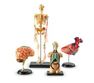 Anatomy Models Set by Learning Resources —