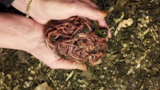  wigglers Red Worms 1 2 lb Live Wiggler Worm composting Worms Live Bait