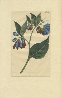 CIR 1806 Curtis Antique Botanical H C Engraving Matted