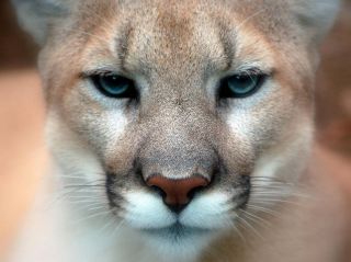  of the North American big cat called the cougar, moutain lion or puma