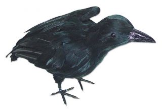 Standing Black Crow Wings Closed Halloween Prop Decoration NEW