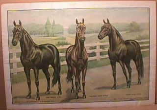Fastest Stallions Horse Print Savage Art Dan Patch George Gano Minor