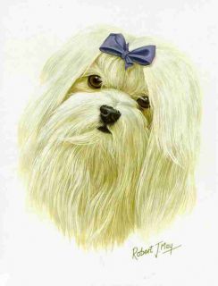 click to view image album beautiful maltese dog print the print has a