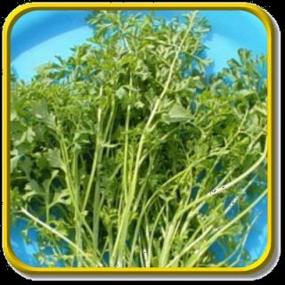  slow bolting garden cress produces plants up to 8i ½ tall with dark