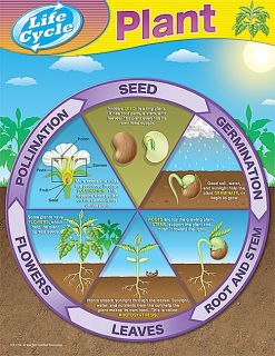 Plant Life Cycle Science Poster Chart TCR New