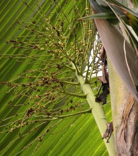 Ultra RARE Borsig Palm Phoenicophorium Borsigianum Latanier Feuille