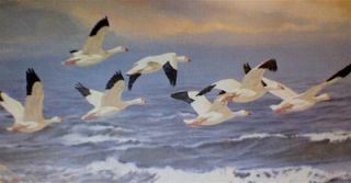 snow geese print from remington portfolio
