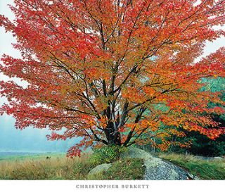 Wild Red Maple and Fog New Hampshire Chris Burkett
