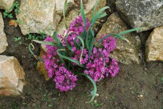 10 Deer Resistant Pink Lily Leek Allium Bulbs Easy to Grow Perennial