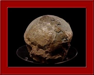 Authentic Prehistoric Hadrosaur Dinosaur Fossil Egg Geniune