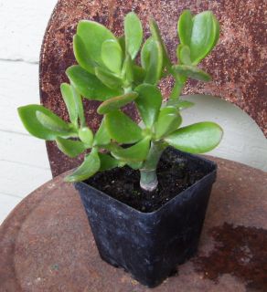  Jade Plant Popular House Indoor Succulent
