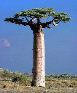 Adansonia grandidieri   Grandidiers Baobab   Large Fresh Seeds