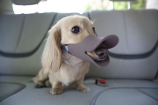 Oppo Dog Muzzle Quack Duck bill designer pet protection Pink( Large