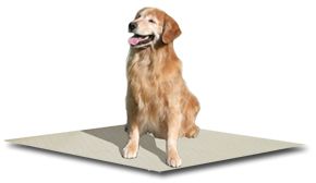Dog Kennel Flooring Kennel Decking Flooring System Dog Run Flooring