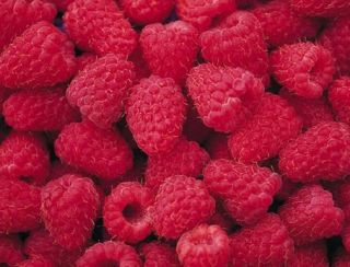 Can Freeze Dried Raspberries Dehydrated Survival Food
