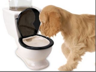 Toilet Bowl Water Dish Dog Pet Small Animal Watering Bowl Ceramic