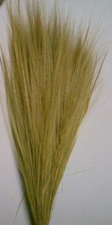 Wholesale Box Lot 1 2 lbs New Dried Hairgrass 9331