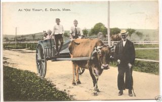 EAST DENNIS MA Old Timer Oxen Wagon Children