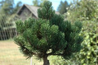Pinus Mugo Sherwood Compact Dwarf Pine Pot Size 1 Gal