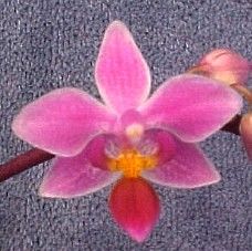 Phalaenopsis Equestris Riverbend Am AOS Species Orchid Bloom Size