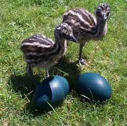 Two 2 Fresh Emu Eggs for Hatching from Unrelated Pairs