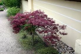 Japanese Dwarf Red Maple Desiduous Tree