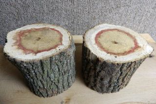 Set of 2 Red Flame Box Elder Neat Color Small Log Bowl Blank 9857 2