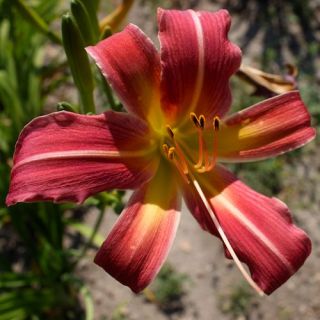Early Rose Lavender DAYLILY DF Live Plants Perennial Flowers Spider