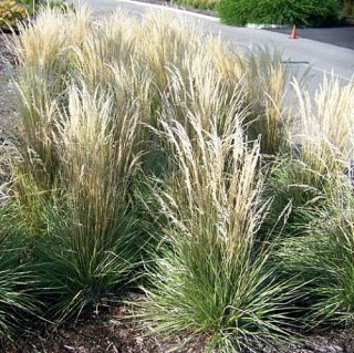 Overdam Variegated Feather Reed Grass   Calamagrostis   Potted
