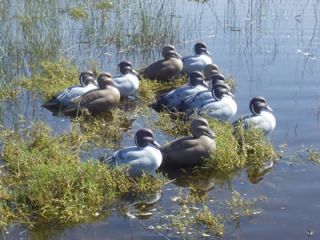 Eberhart Pintail 12 Pack Offered by Sillosock Decoys