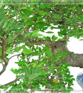 chinese elm bonsai tree ulmus parvifolia 00058 realbonsaitrees top