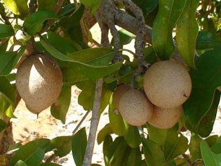 the sapodilla tree is native to the yucatan and west