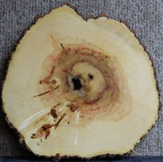 Red Flame Box Elder Wood Log Slice Cross Cut Lumber Slab Cake Platter