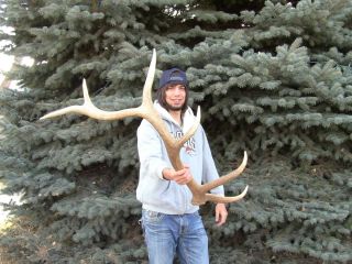 Point Set Sets Elk Shed Sheds Antler Antlers Horn Horns Deer Moose