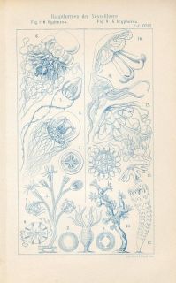 1898 Ernst Haeckel Marine Jellyfish Sea Sponge Antique Lithograph
