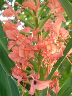 Coral Butterfly Ginger Hedychium Tropical Flower Plant