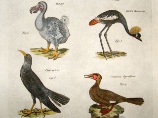 Bird Print C1780 Folio. Various Birds including Extinct Dodo. Hand