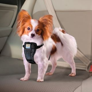 Home Pet Care Pet & Dog Beds Kurgo Pet Skybox Booster Seat and