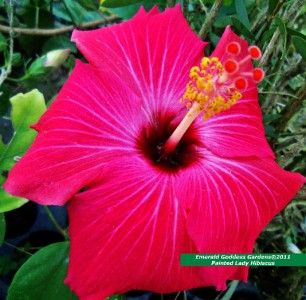 Hibiscus Plant Tropical Painted Lady Single Dark Pink Flower