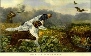 Old Print Bird Hunting Pointer Spaniel Dog Hunter