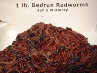 One lb. Live Red Worms/Wigglers Fishing or Composting Ships Free