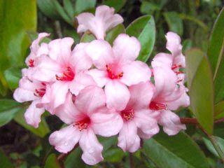 Vireya Plant First Light Tropical Rhododendron