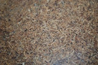 lb Freeze Dried Bloodworms Blood Worms Fish Food