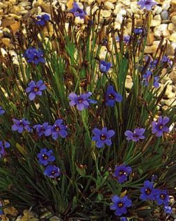 Blue Eyed Grass Sisyrinchium Bellum 100 Garden Seeds