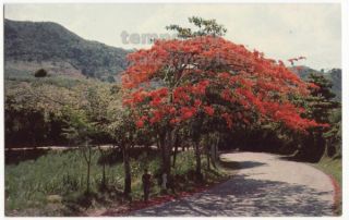 Puerto Rico Flame Tree in Full Blossom Tropical Flowers c1950s Vintage