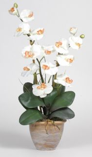double stem phalaenopsis silk flower arrangement cream